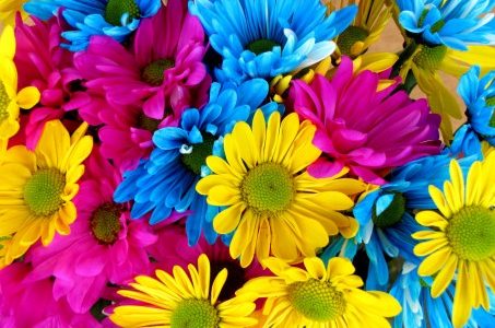 daisies_daisy_flowers_bloom_colorful_petals_nature-1148800.jpg!s